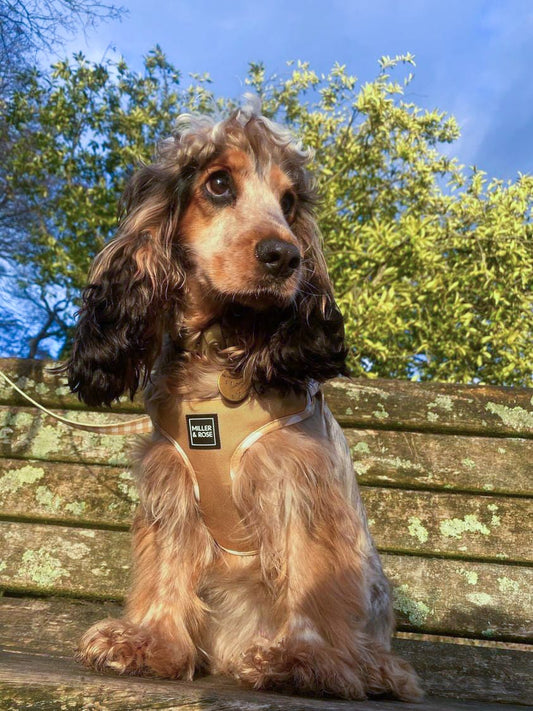 Golden Gingham Oxford Luxe Harness image 1