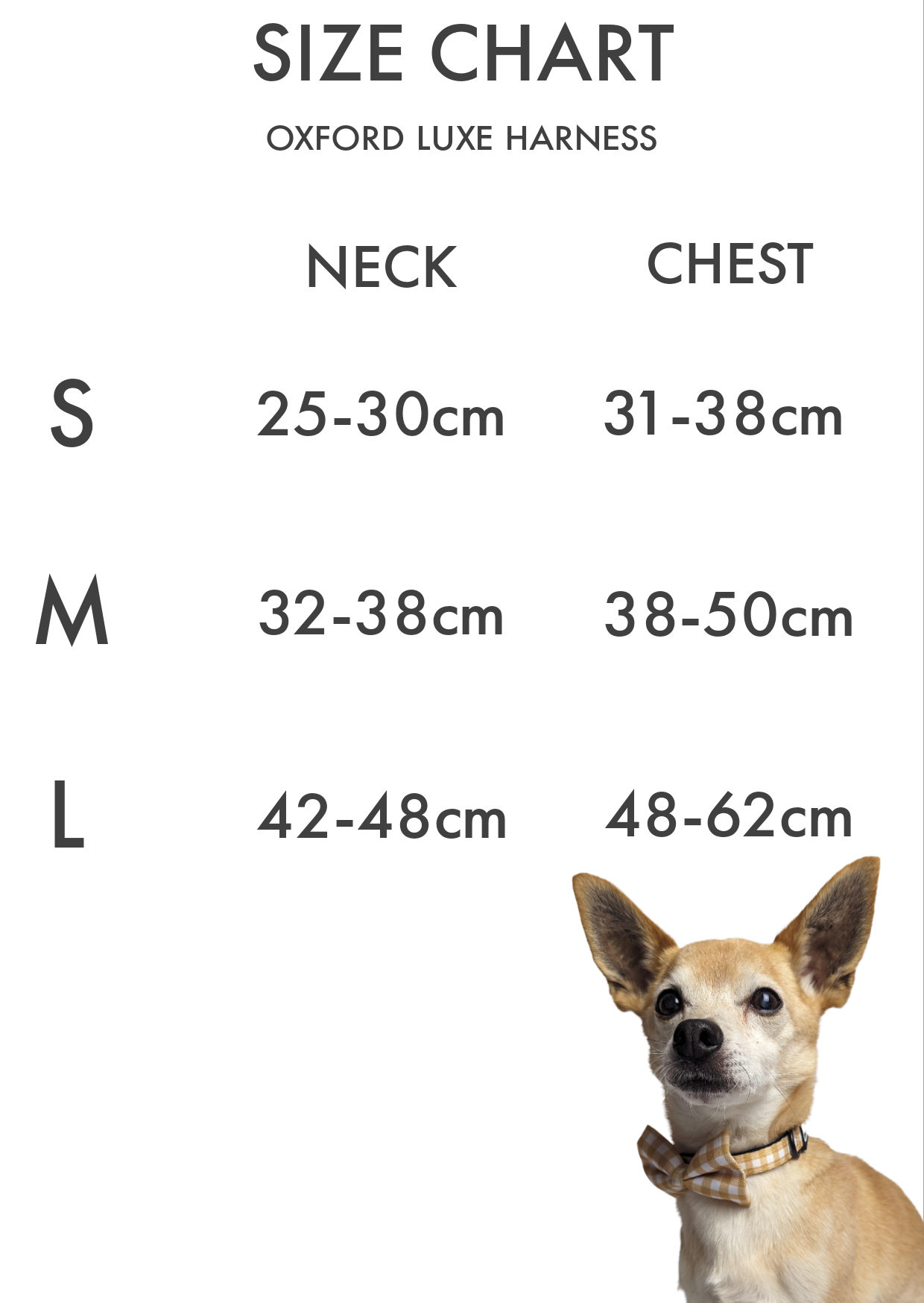 Twinkle Twinkle Oxford Luxe Harness image 5