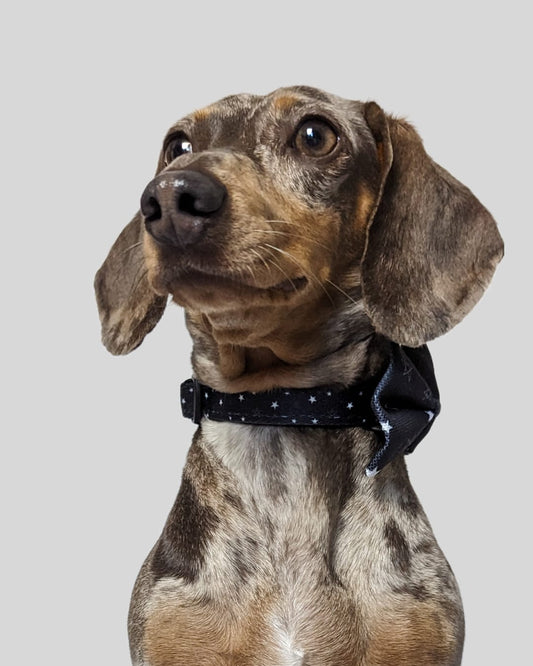 Twinkle Twinkle Bow Tie image 1