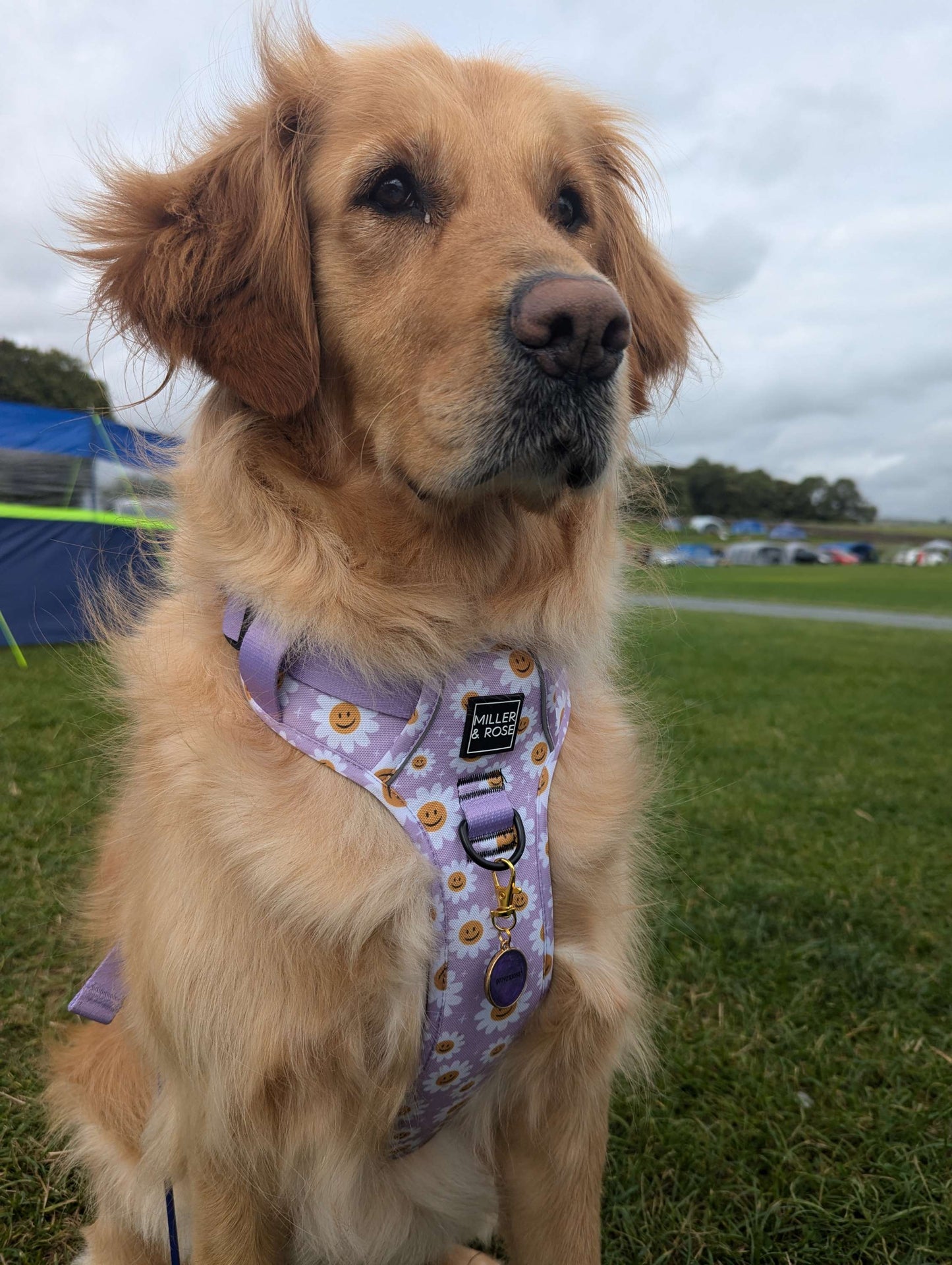 HAPPY DAISY - Ruff & Tough Harness image 8