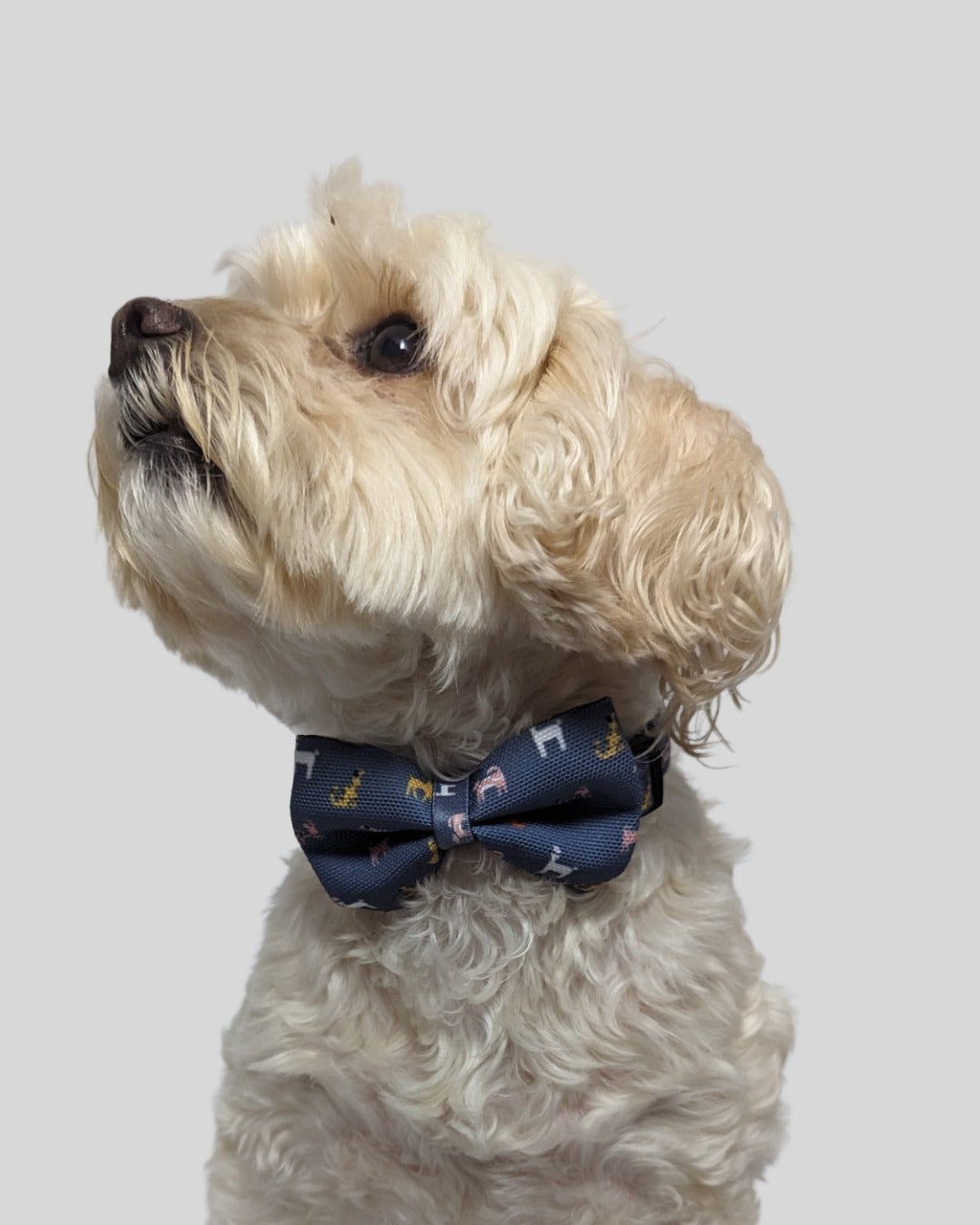Dapper Dogs Bow Tie image 1