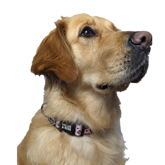 Rose Leopard Classic Collar image 1