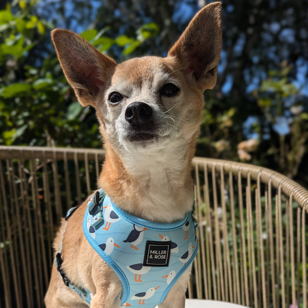 Seabirds Classic Harness image 1