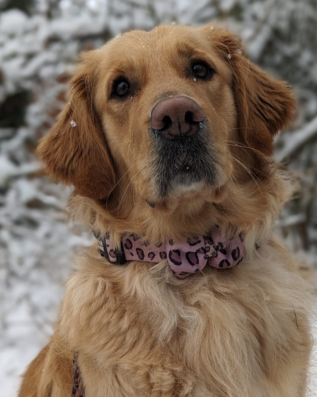 RoseLeopard Bow Tie image 1