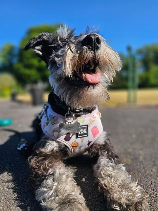 MILLER & ROSE Ice Cream Dream Classic Harness