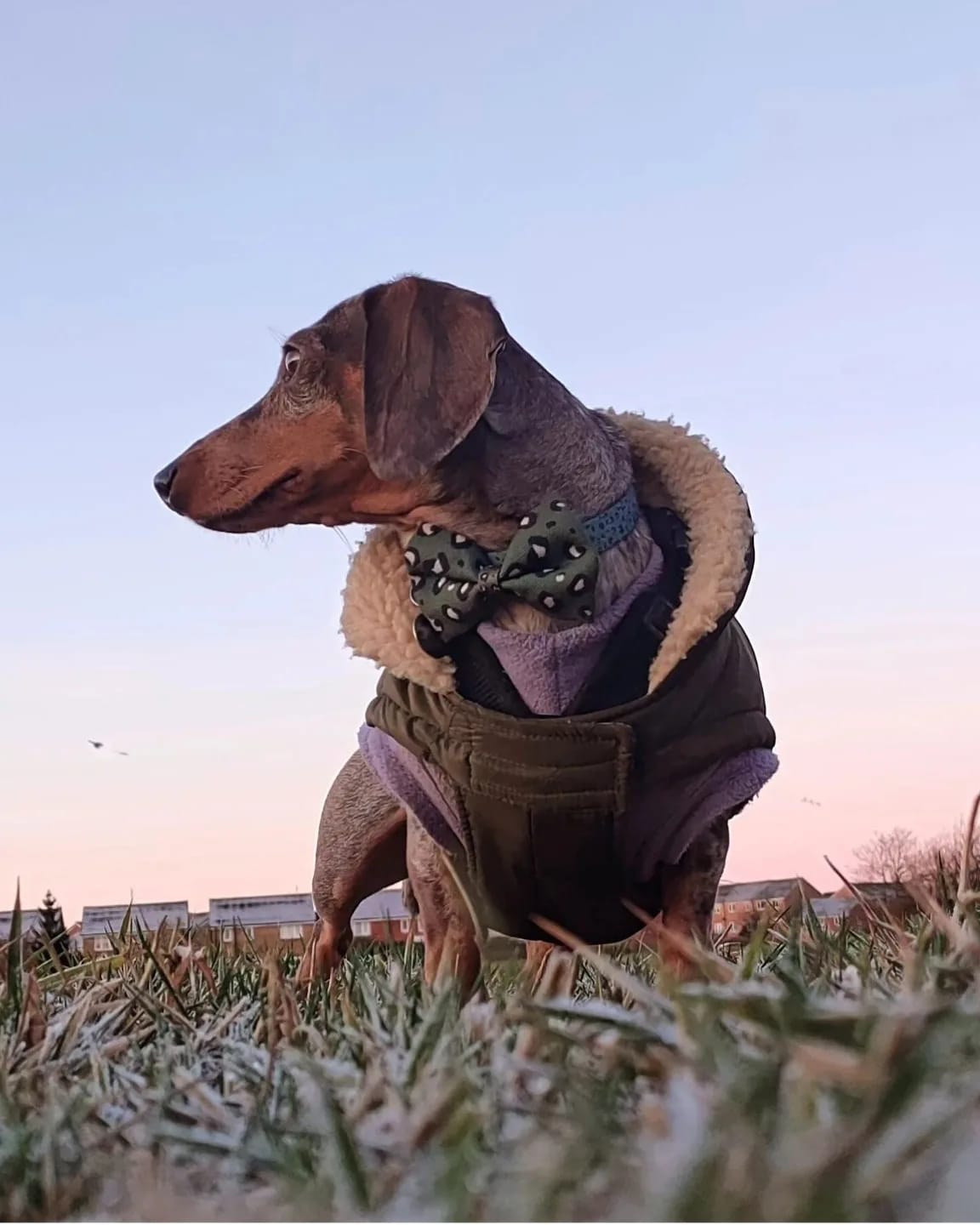 Olive Leopard Bow Tie image 2