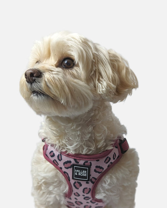 Rose Leopard Oxford Luxe Harness image 1