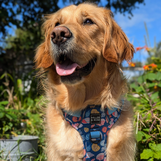 SEASHELLS - Ruff & Tough Harness image 1