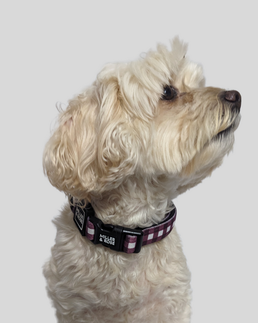 Gorgeous Gingham Classic Collar image 1