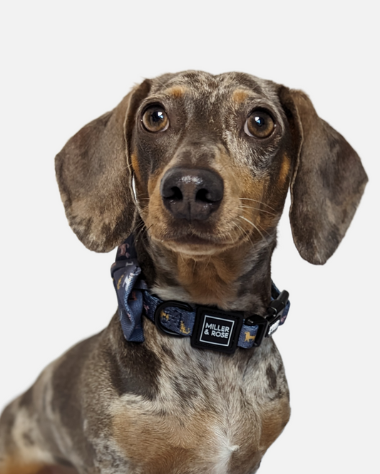 Dapper Dogs Classic Collar image 1