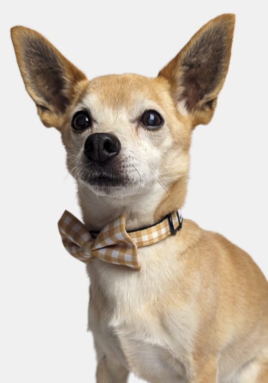Golden Gingham Classic Collar image 1