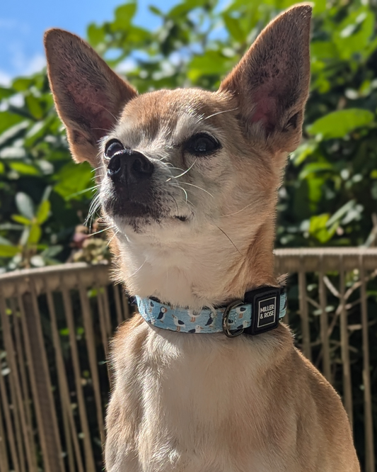 Seabirds Classic Collar image 1