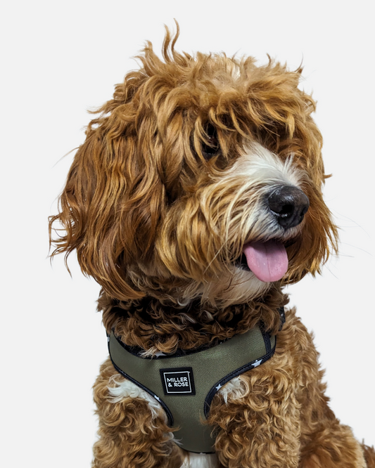 Twinkle Twinkle Oxford Luxe Harness image 1