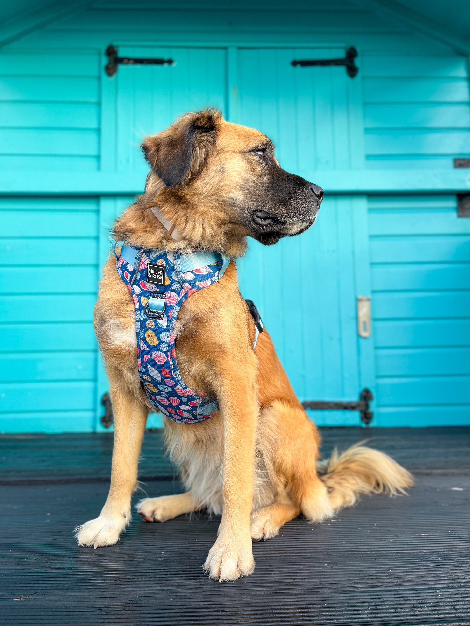 SEASHELLS - Ruff & Tough Harness image 3
