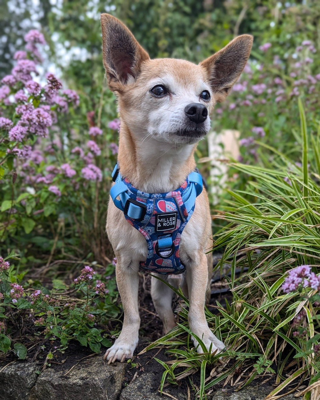 SEASHELLS - Ruff & Tough Harness image 5