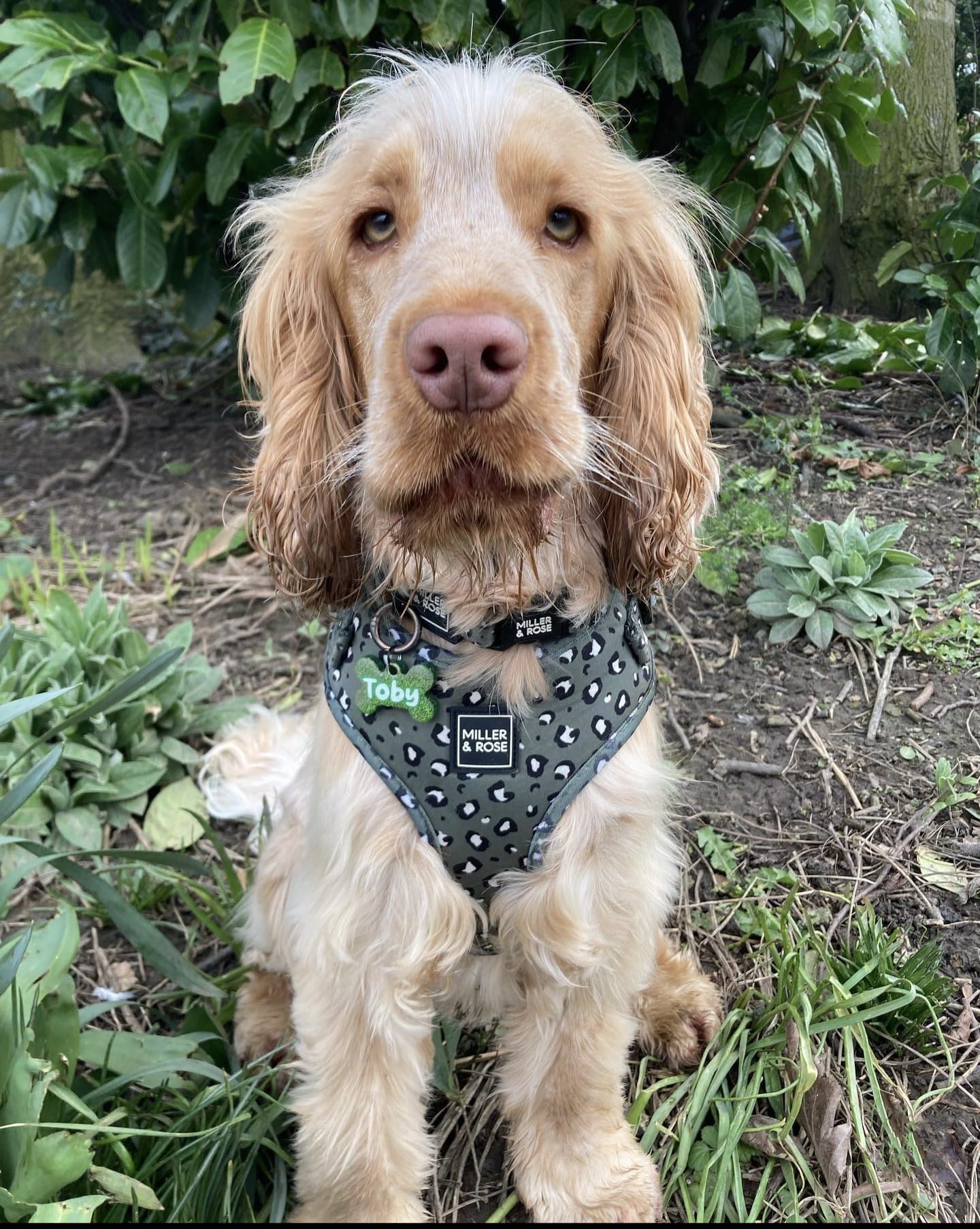 Olive Leopard Classic Harness image 1
