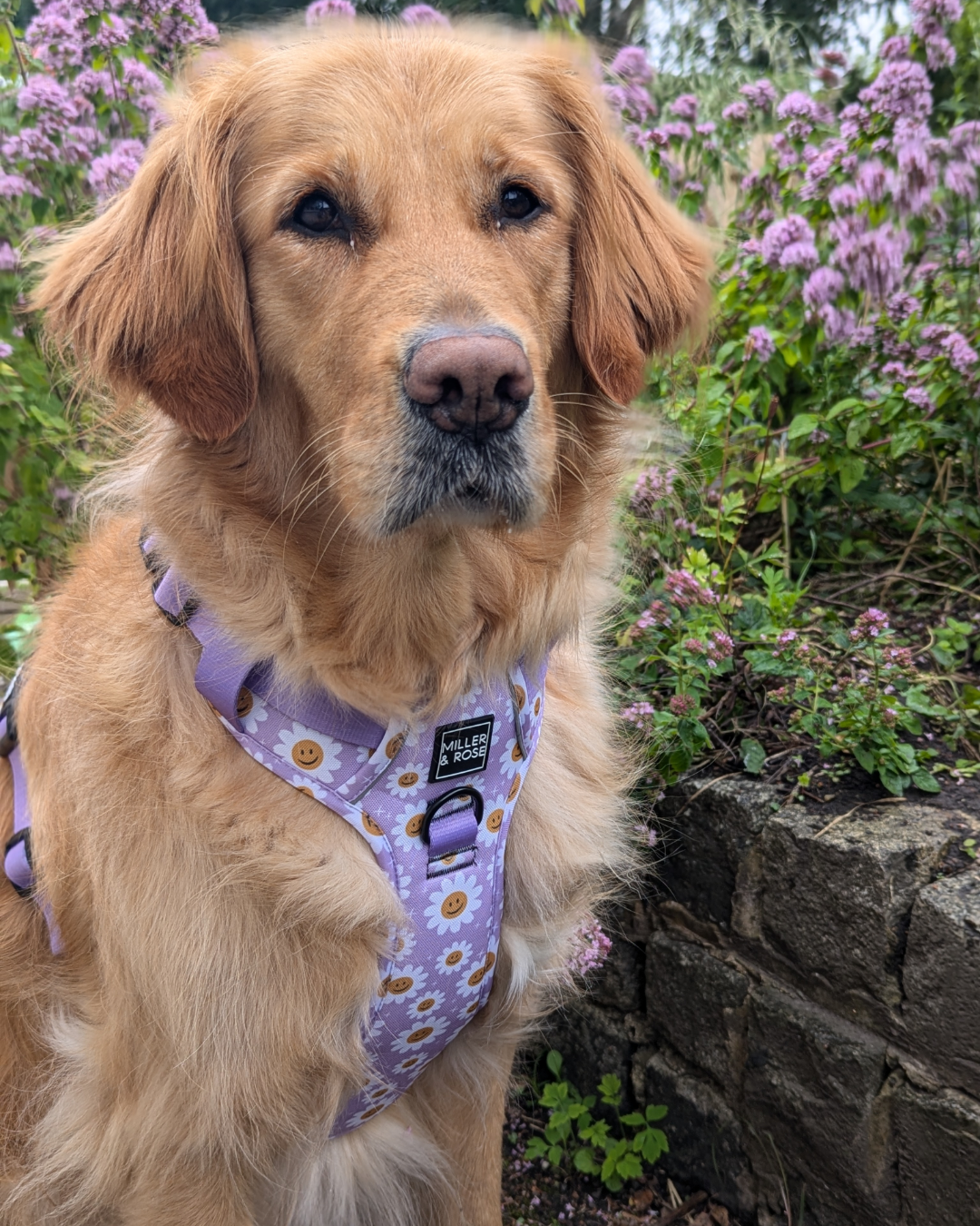 HAPPY DAISY - Ruff & Tough Harness image 3