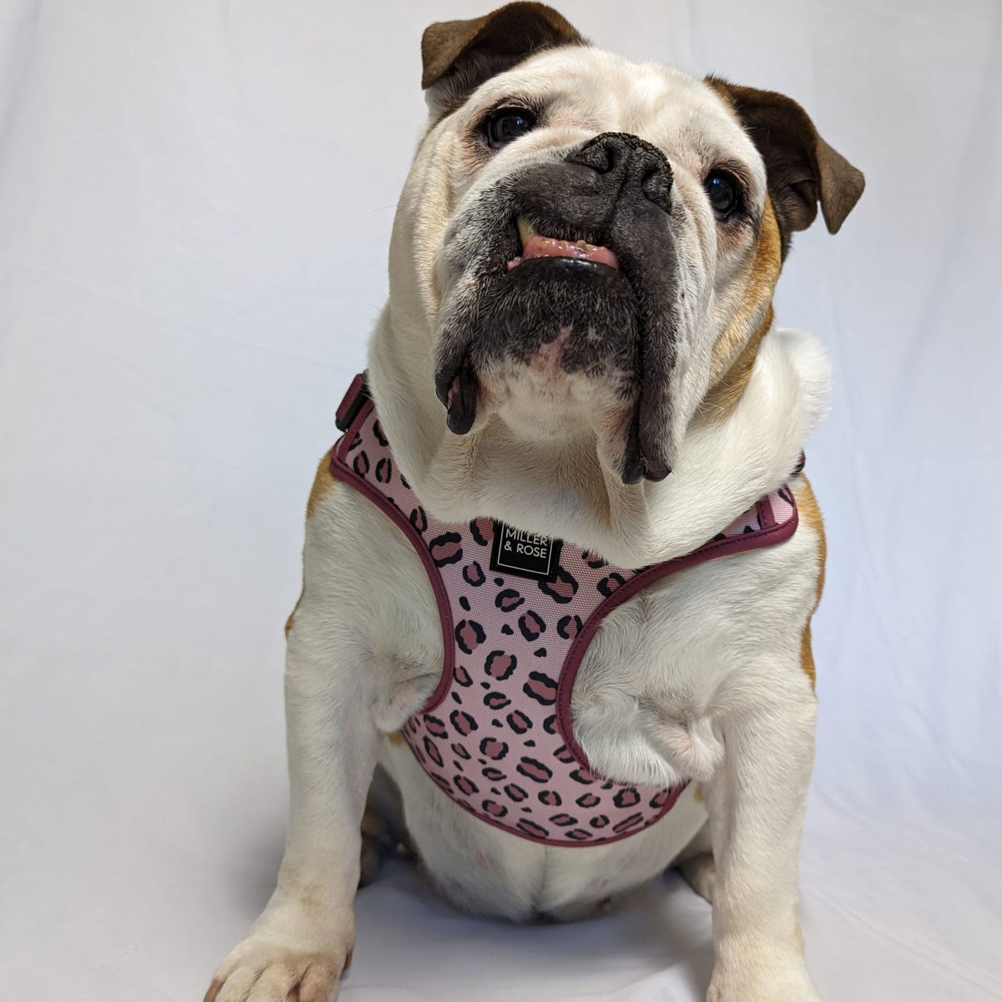 Rose Leopard Oxford Luxe Harness image 4