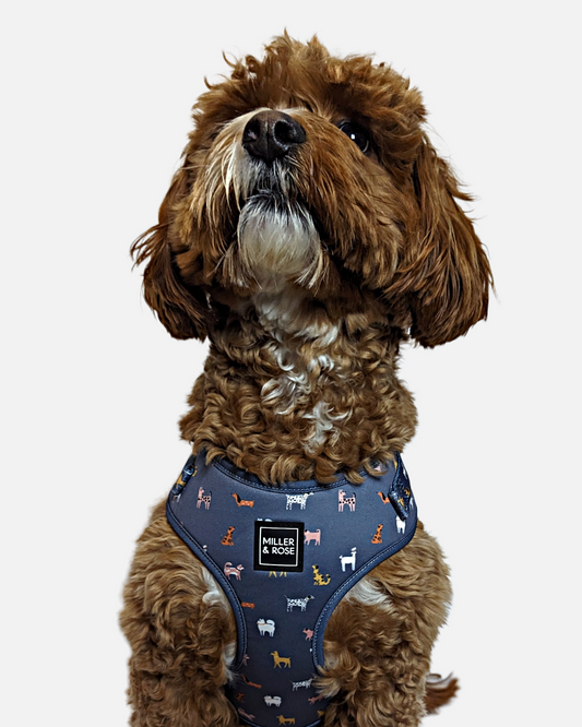 Dapper Dogs Classic Harness image 1