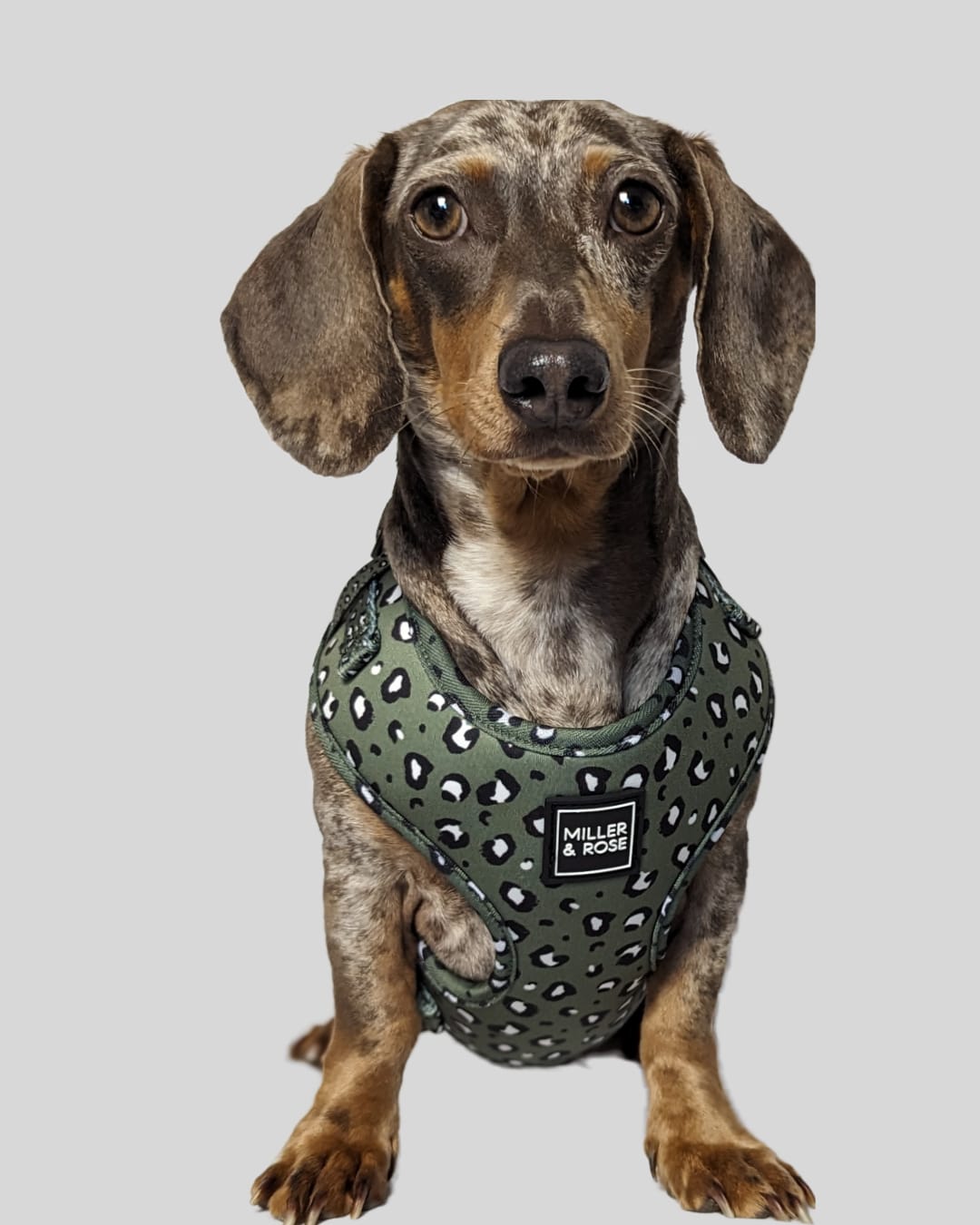 Olive Leopard Classic Harness image 4